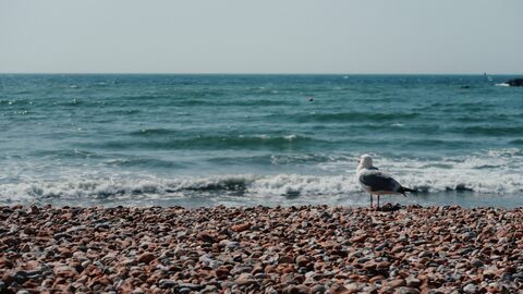 A herring gull standing on the pebble beach at Lyme Regis, looking out to the sea.