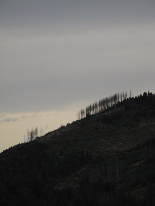 Bare trunks of dead spruce line a dark Harz ridgeline under a pale overcast sky.