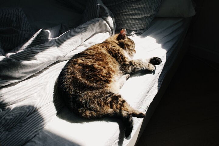 Tabby cat sleeping peacefully on white bedding in bright sunlight.