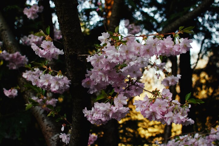 Pink flowering cherry blossoms with green leaves in dappled sunlight.