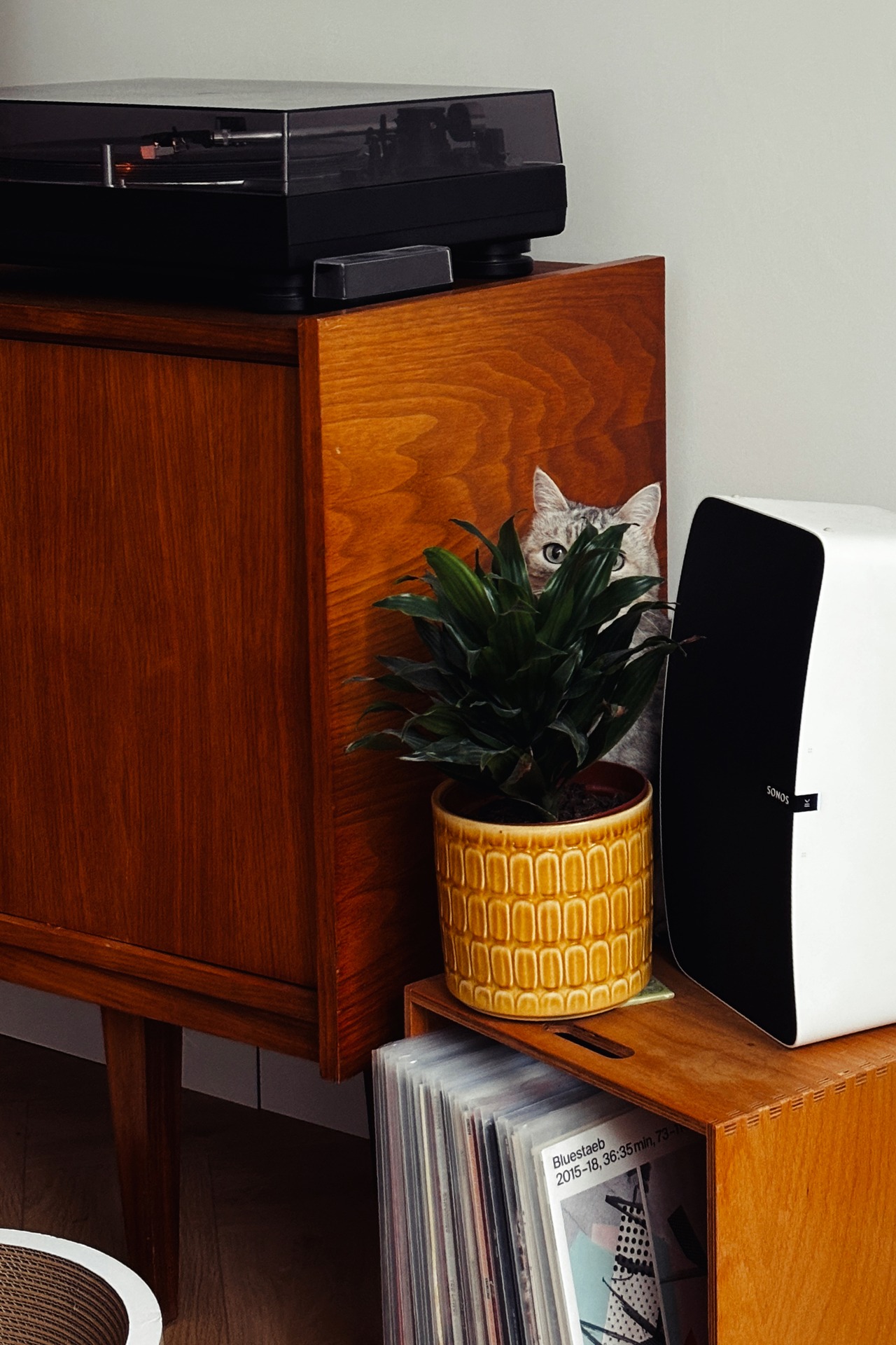 Our cat Mimi peeks out from behind a leafy potted plant on a wooden box containing vinyl records next to a wooden sideboard with a turntable playing.