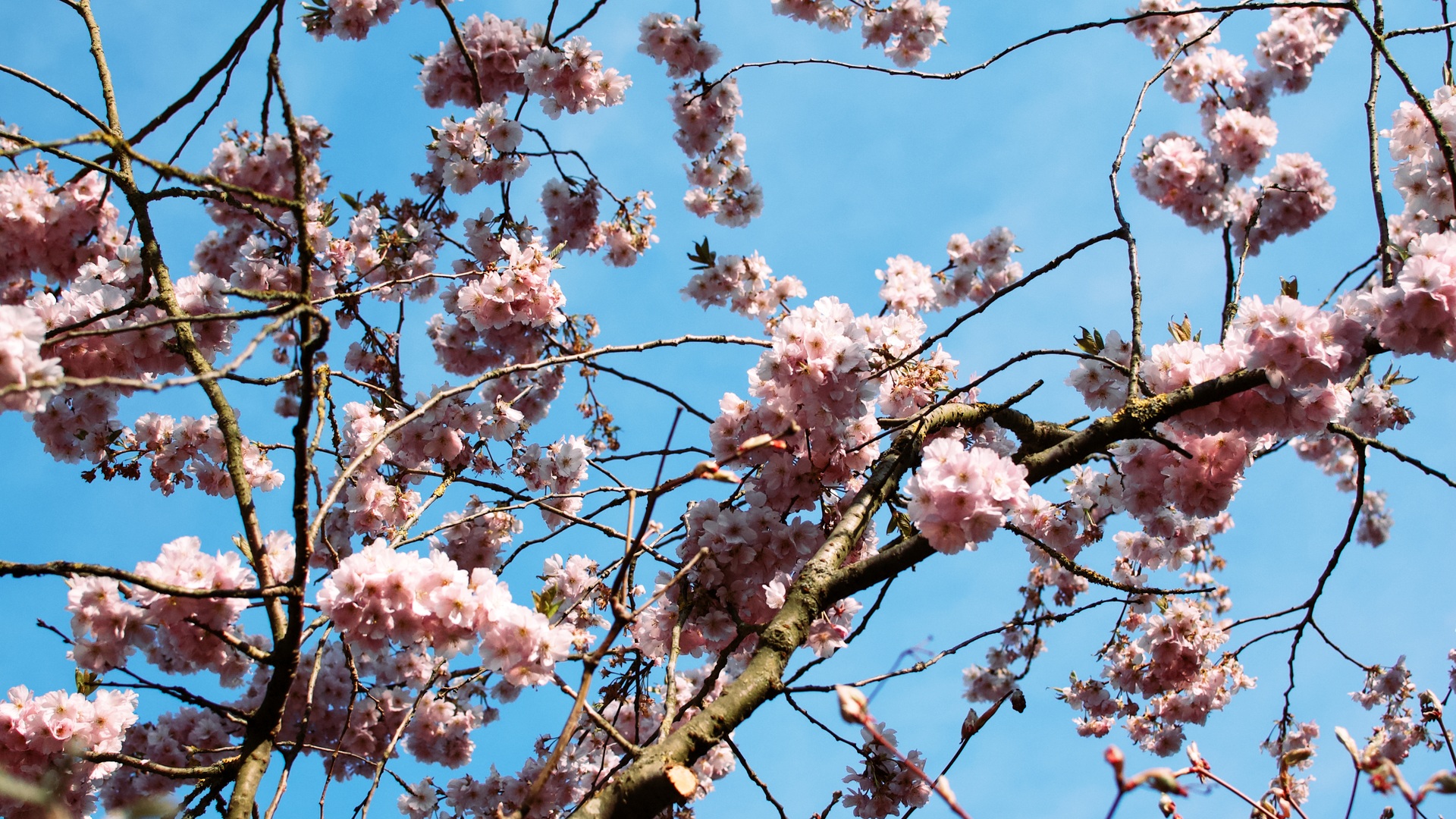Pink cherry blossoms blooming on branches against clear blue sky.