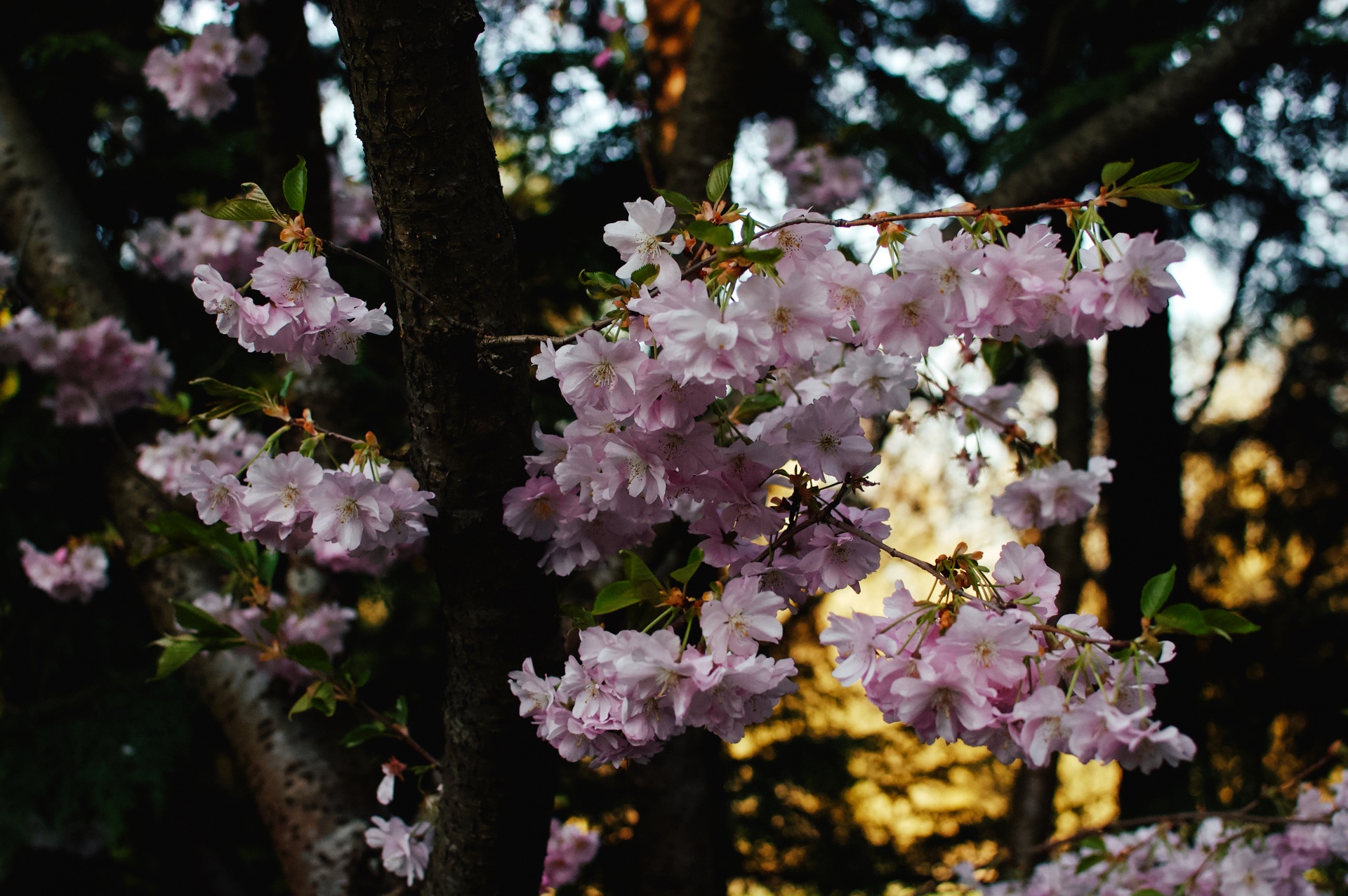Pink flowering cherry blossoms with green leaves in dappled sunlight.