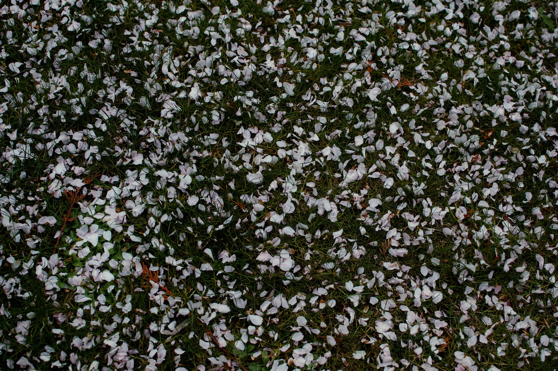 White and pale pink cherry blossom petals scattered densely across green grass, viewed from above.