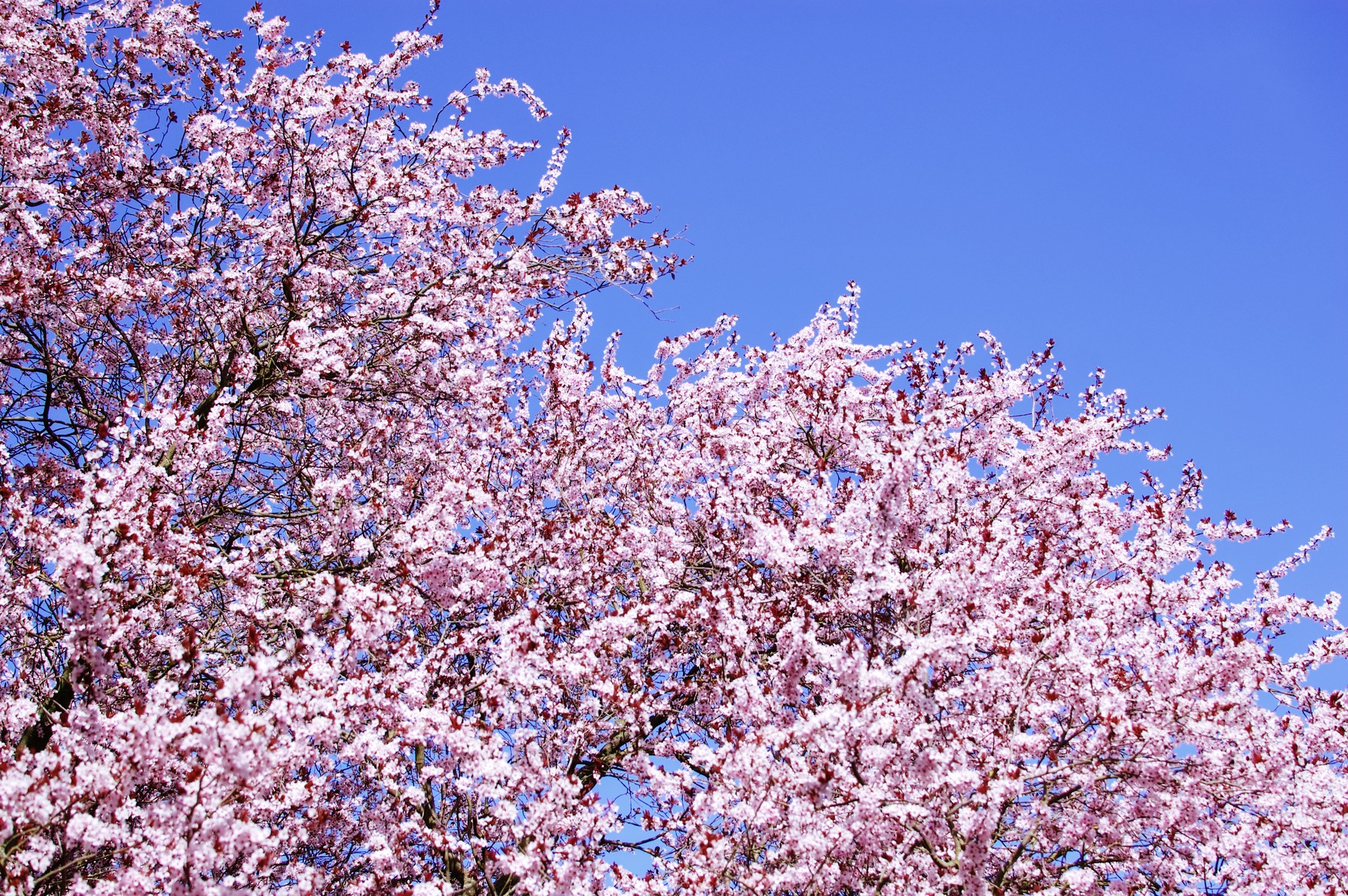 Pink cherry blossom trees in full bloom against clear blue spring sky.